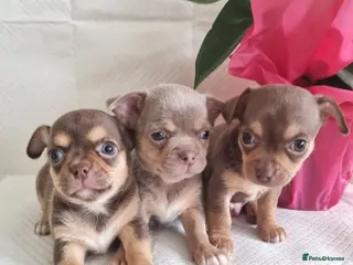 Chihuahua dogs Chihuahuas - Advert 1