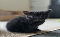 Mixed Breed cats for sale: 🐾 Beautiful Kittens – Tabby x Neva Masquerade  🐾 - Image 6