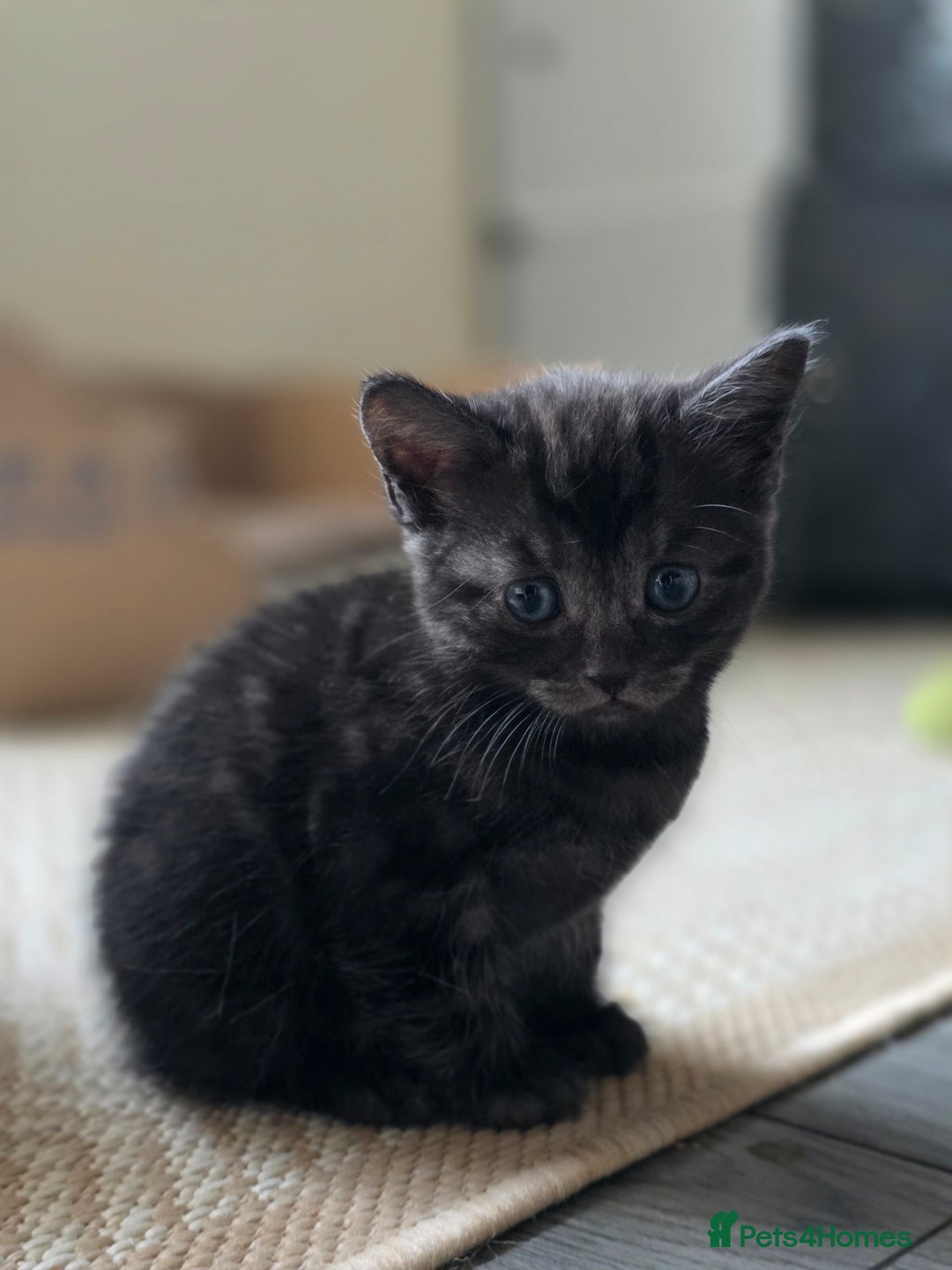 Mixed Breed cats for sale: 🐾 Beautiful Kittens – Tabby x Neva Masquerade  🐾 - Image 6