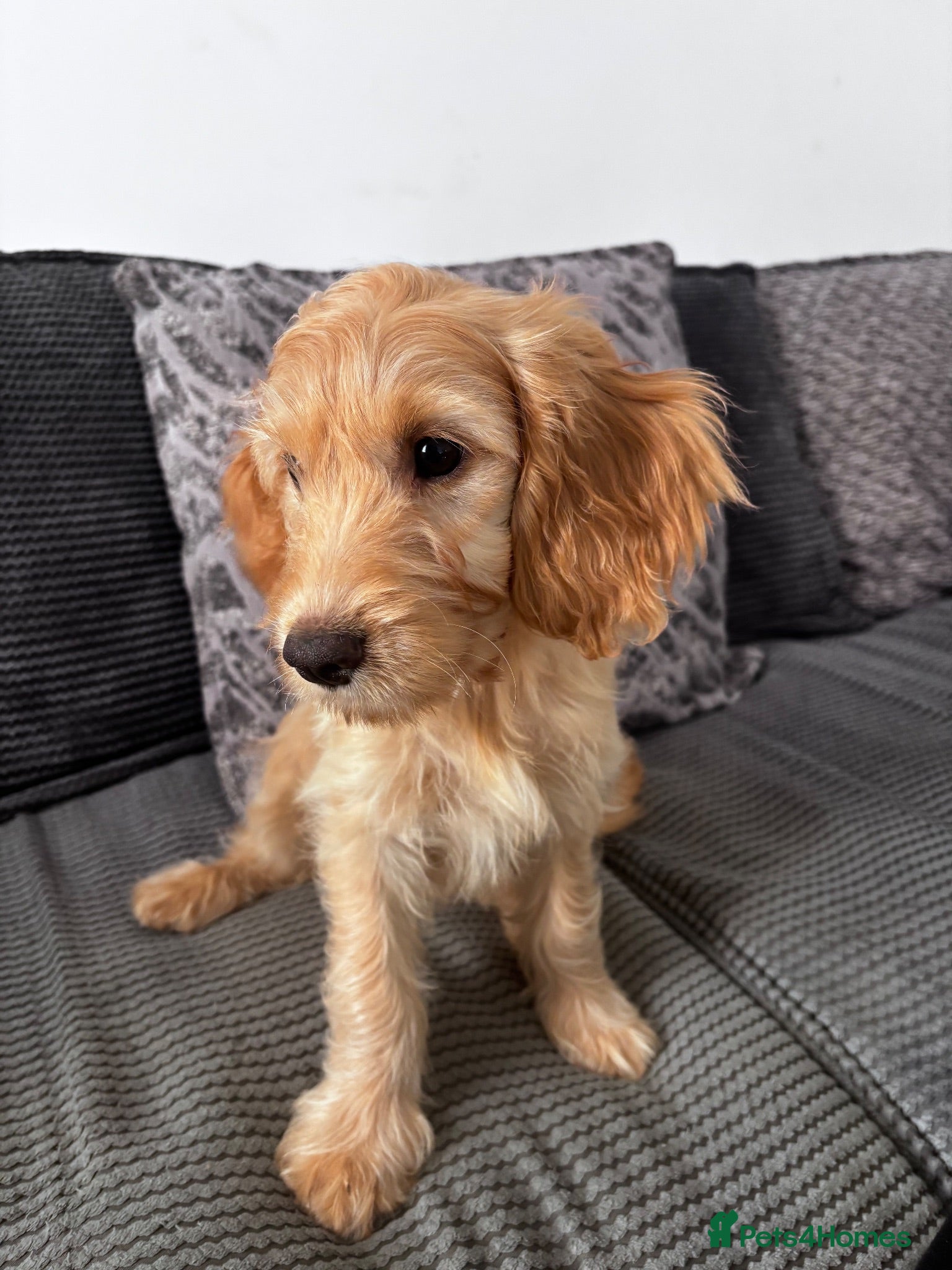 Cockapoo dogs F1 cockapoo red  - Advert 2