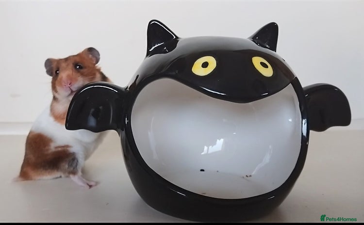 Hamster rodents - Advert 1