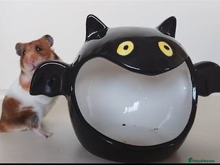 Hamster rodents 🐹Female Syrian Hamster available for adoption🐹 - Advert 4