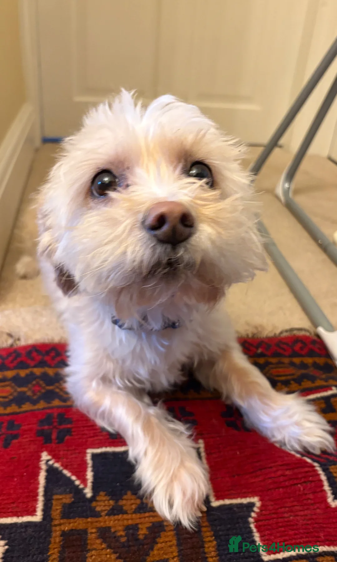 Morkie dogs for sale: Re homing sons dog in Stamford - Advert 1