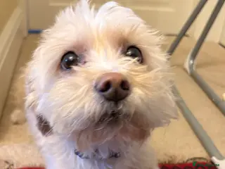 Morkie dogs Re homing sons dog - Advert 2