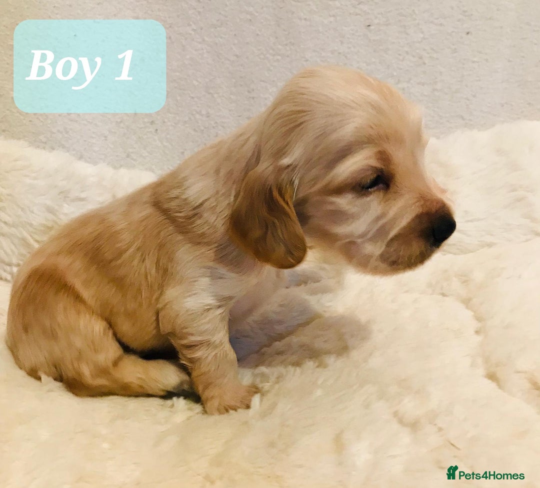 Cocker Spaniel dogs for sale: Show Type Health Tested, KC Reg puppies  - Image 19