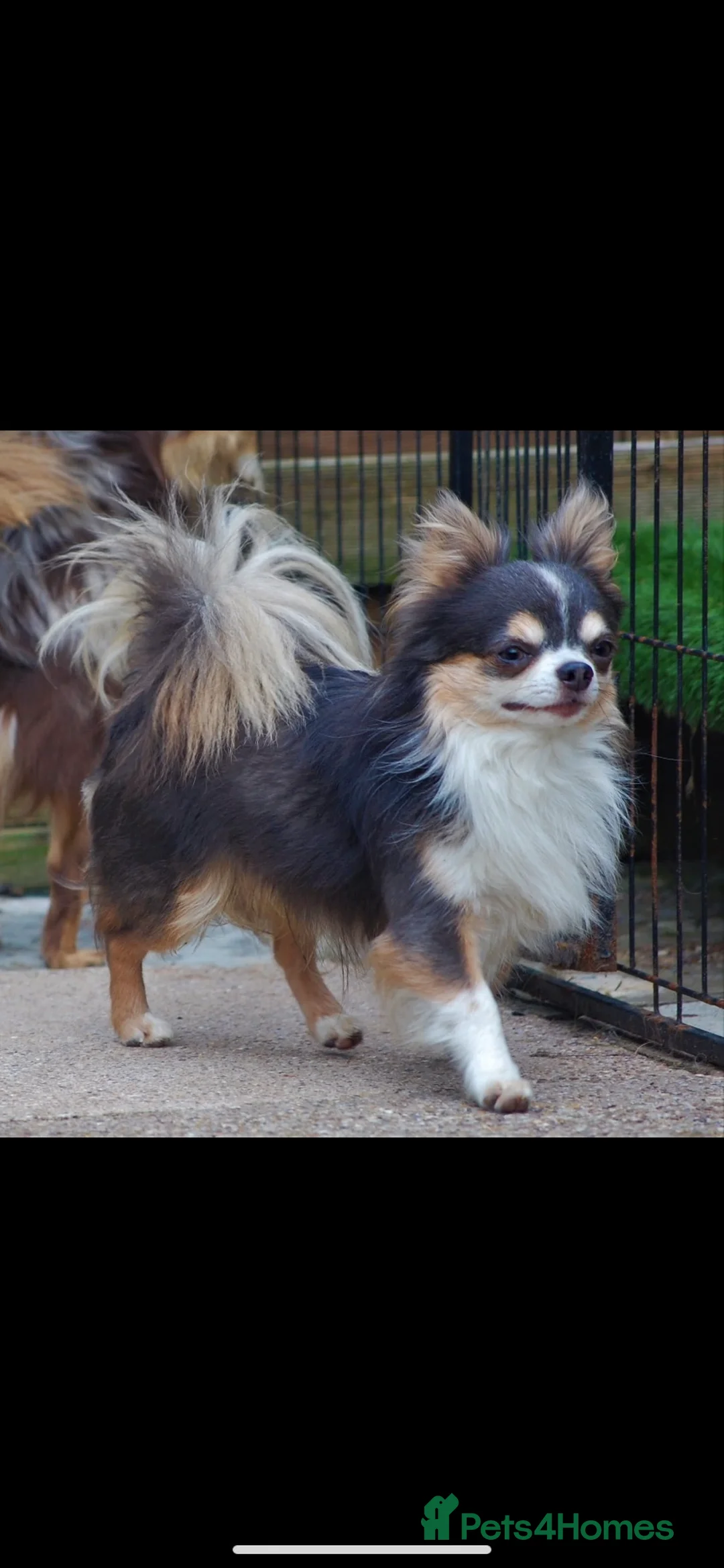 Chihuahua dogs for sale: Long coat chihuahua puppies  - Advert 4