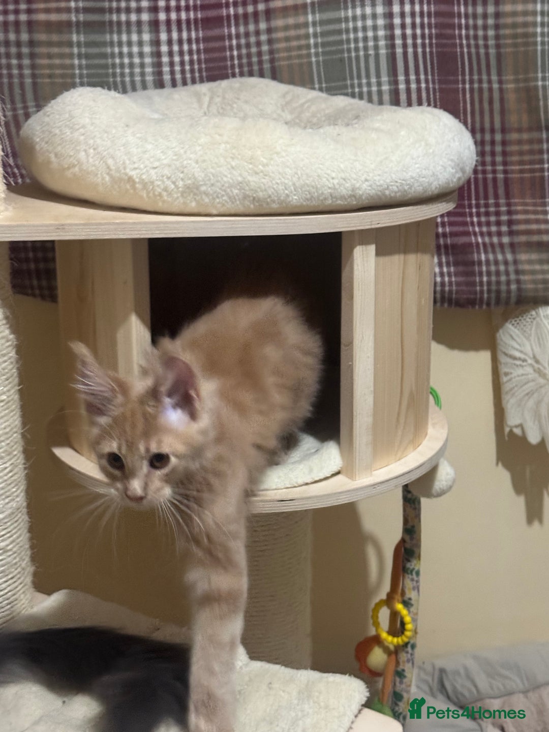 Maine Coon cats for sale: Last Ginger Boy Pure Mainecoon! - Image 6