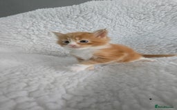 Maine Coon cats for sale: Red and white maine coon kittens TICA registered  - Image 4