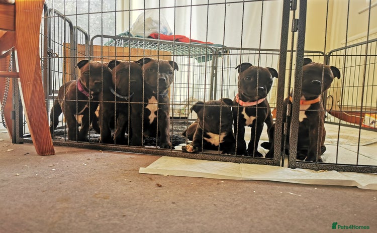 Staffordshire Bull Terrier dogs - Advert 9