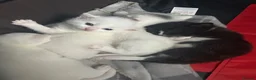 Turkish Van cats for sale: Beautiful Turkish van kittens for sale.  - Advert 35