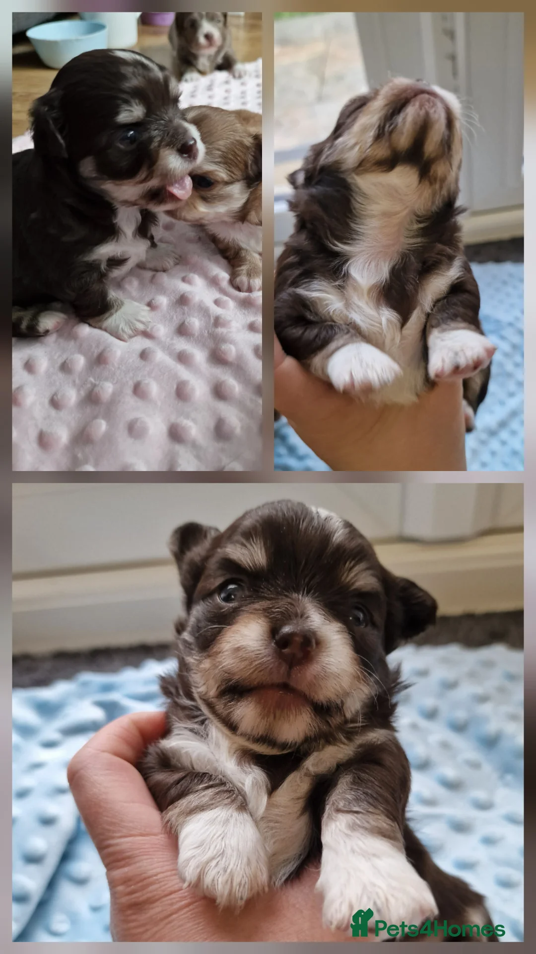 Chihuahua dogs for sale: Beautiful Chihuahua Puppies  - Advert 24