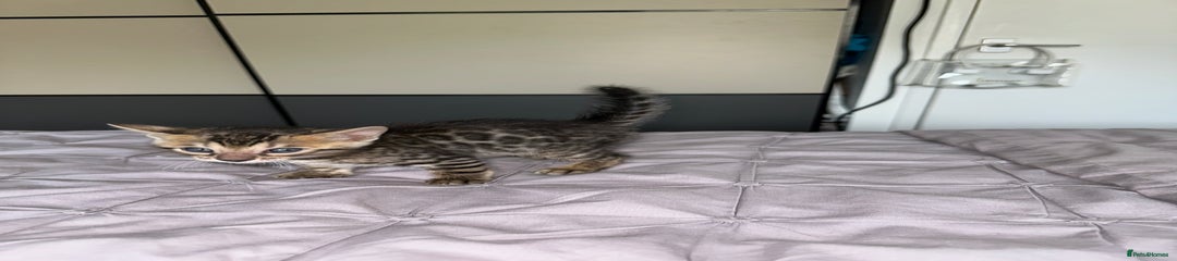 Bengal Kitten 3