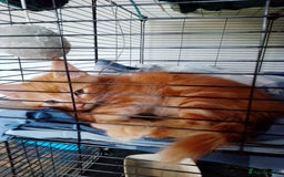 Mixed Breed cats for sale: Male kitten - Image 1