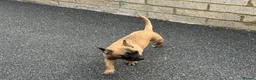 Mixed Breed dogs for sale:  Beautiful Mixed Breed Puppies   🐾 - Advert 3