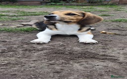 Beagle dogs for adoption: 💙🐶 ELVIS 🐶💙 - Image 9