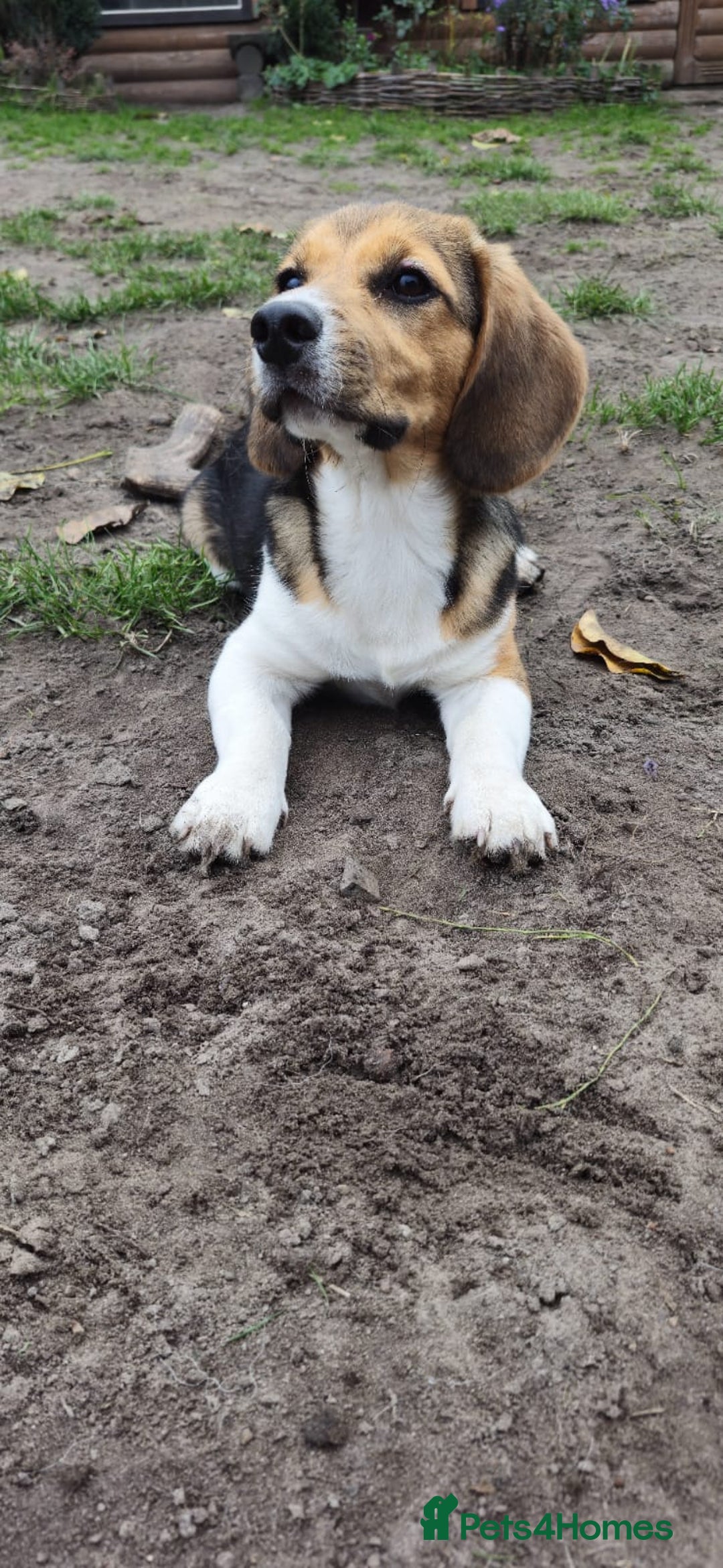 Beagle dogs for adoption: 💙🐶 ELVIS 🐶💙 - Image 9