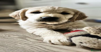 Golden Retriever dogs - Advert 2