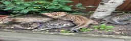 Bengal cats for sale: Bengal kittens  - Advert 26
