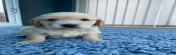 Golden Retriever dogs for sale: KC REGISTERED ®️ 5 STAR ⭐️ GOLDEN RETRIEVER 🐶  - Advert 17