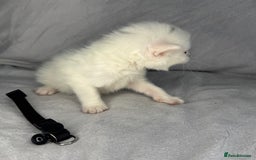 Turkish Van cats for sale: Rare Turkish van kittens for sale.  - Image 8