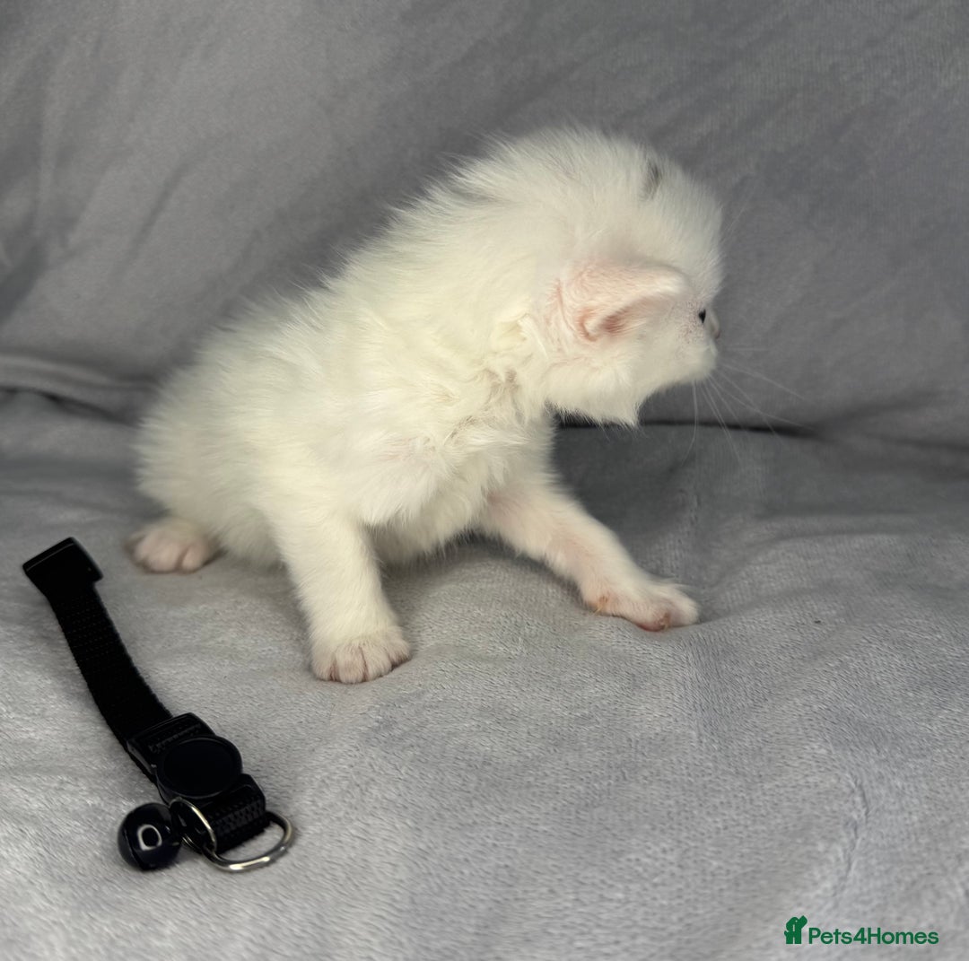 Turkish Van cats for sale: Rare Turkish van kittens for sale.  - Image 8
