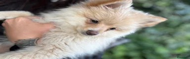 Pomeranian Puppy white
