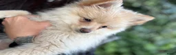 Pomeranian dogs for sale: 750 £ Last Pomeranian girl white  - Advert 2