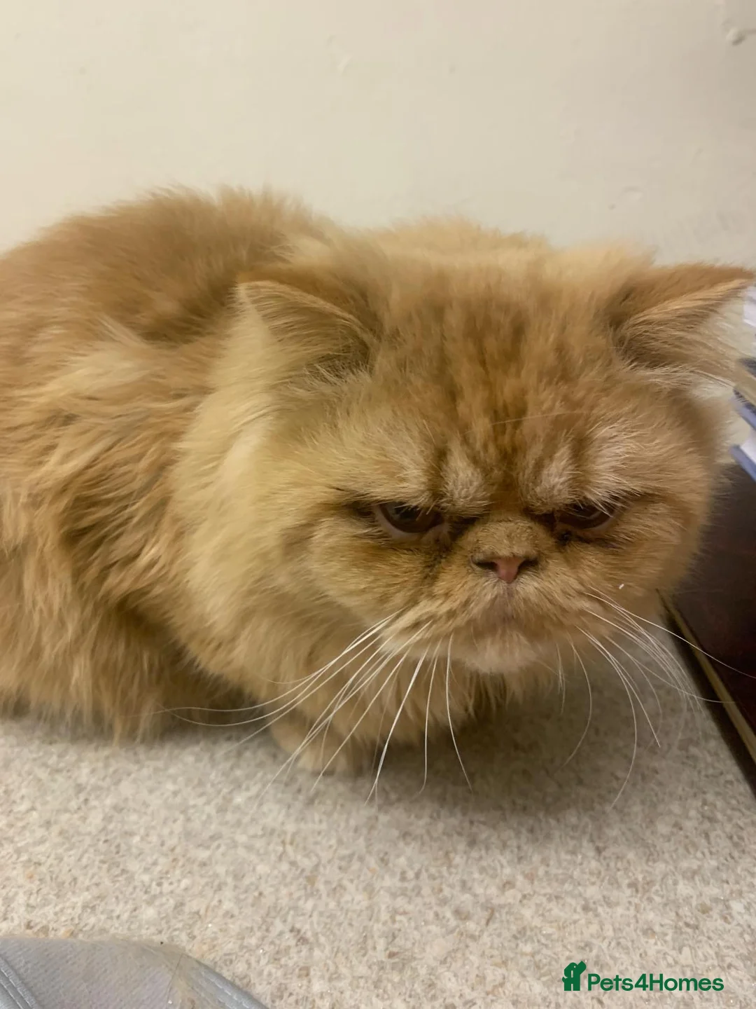 Persian cats for sale: Persian ginger cat in Harlow - Advert 2