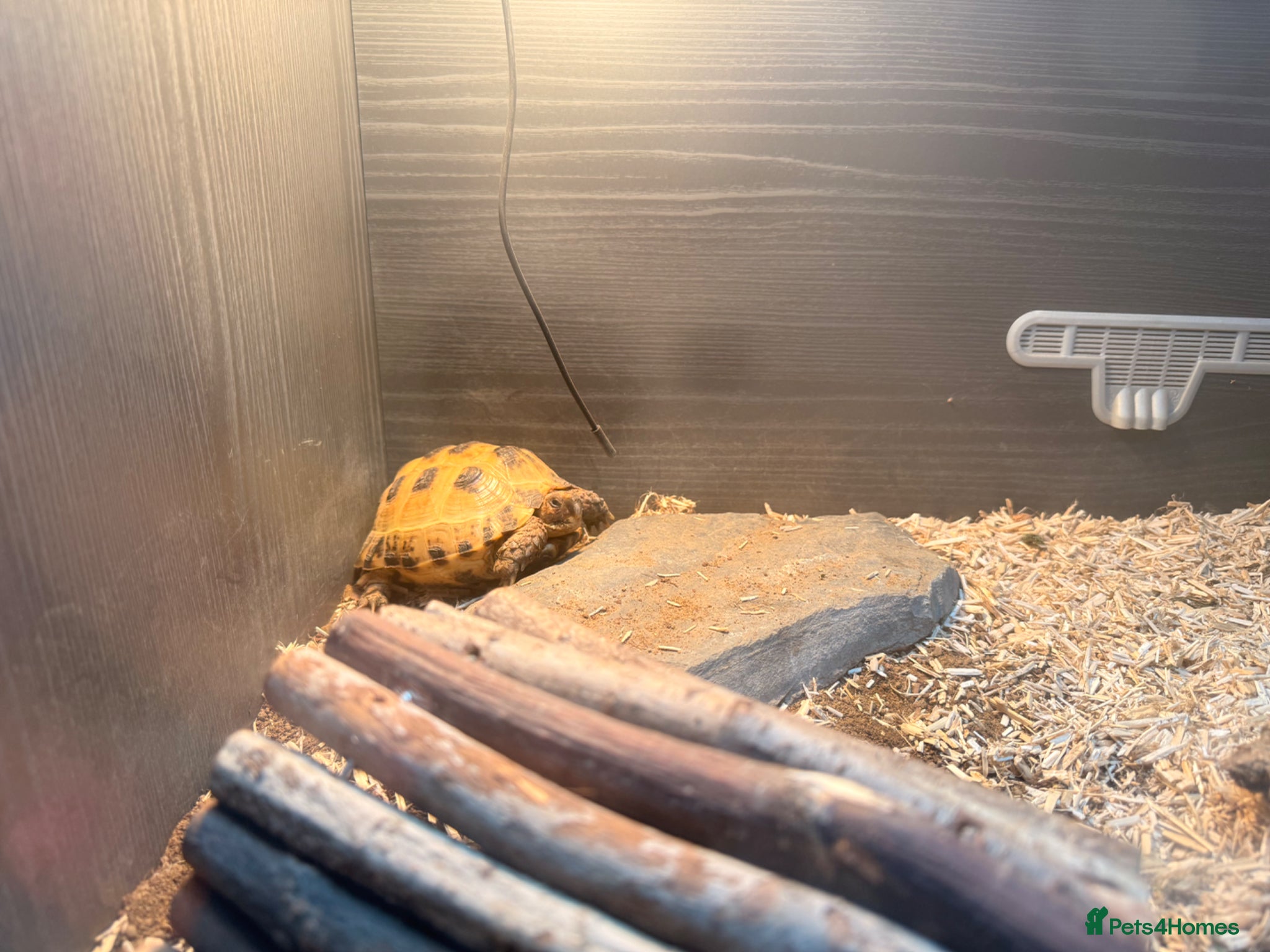 Tortoise reptiles Horsefield Tortoise - Advert 9
