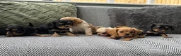 Cavalier King Charles Spaniel dogs for sale: Cavalier King Charles spaniel puppies. Ready now - Advert 5