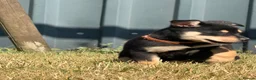 Australian Kelpie dogs for sale: Pure Bred Kelpie pups - Advert 25