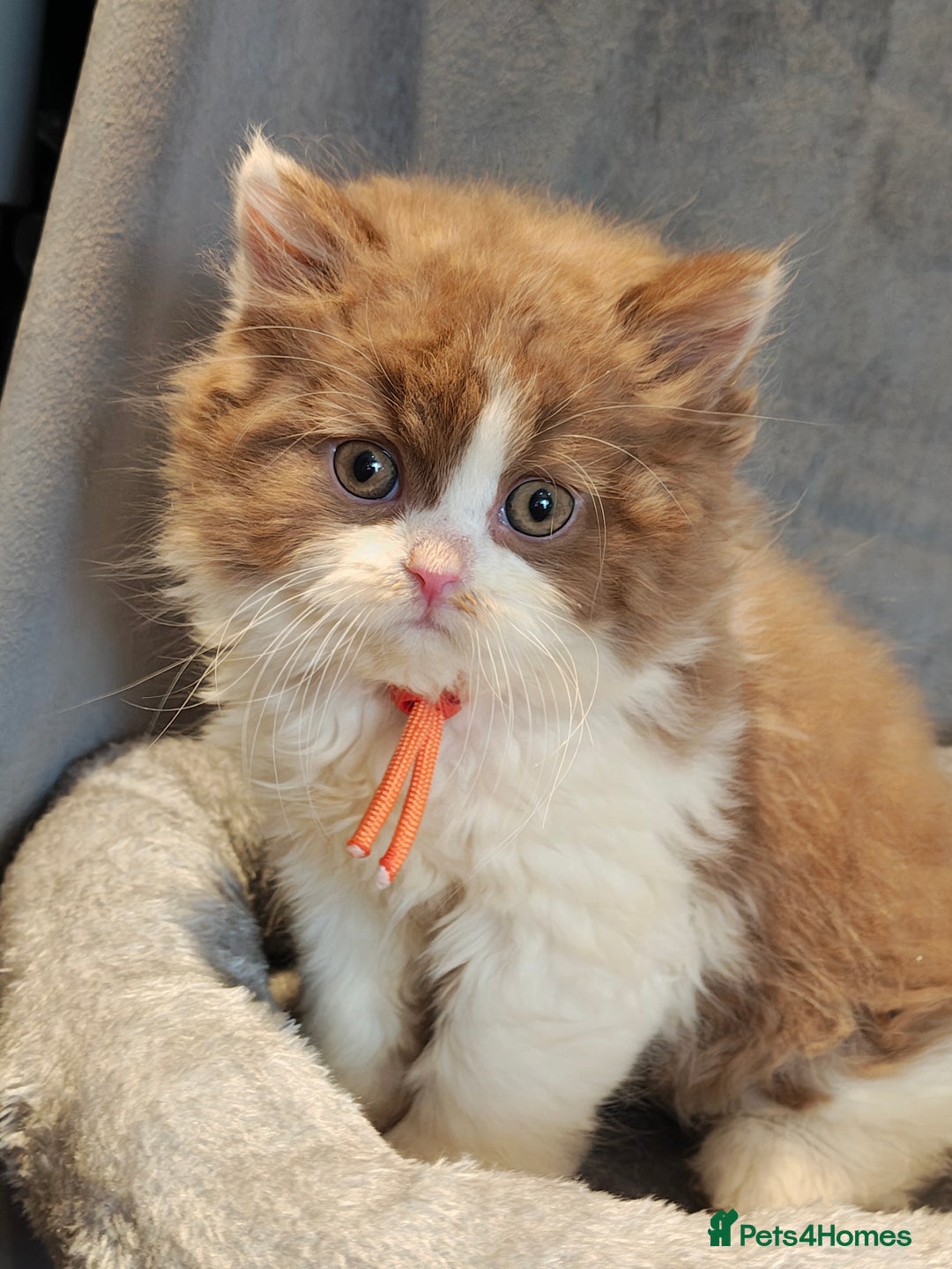 British Longhair cats for sale: Cinnamon bi colour longhair  - Image 4