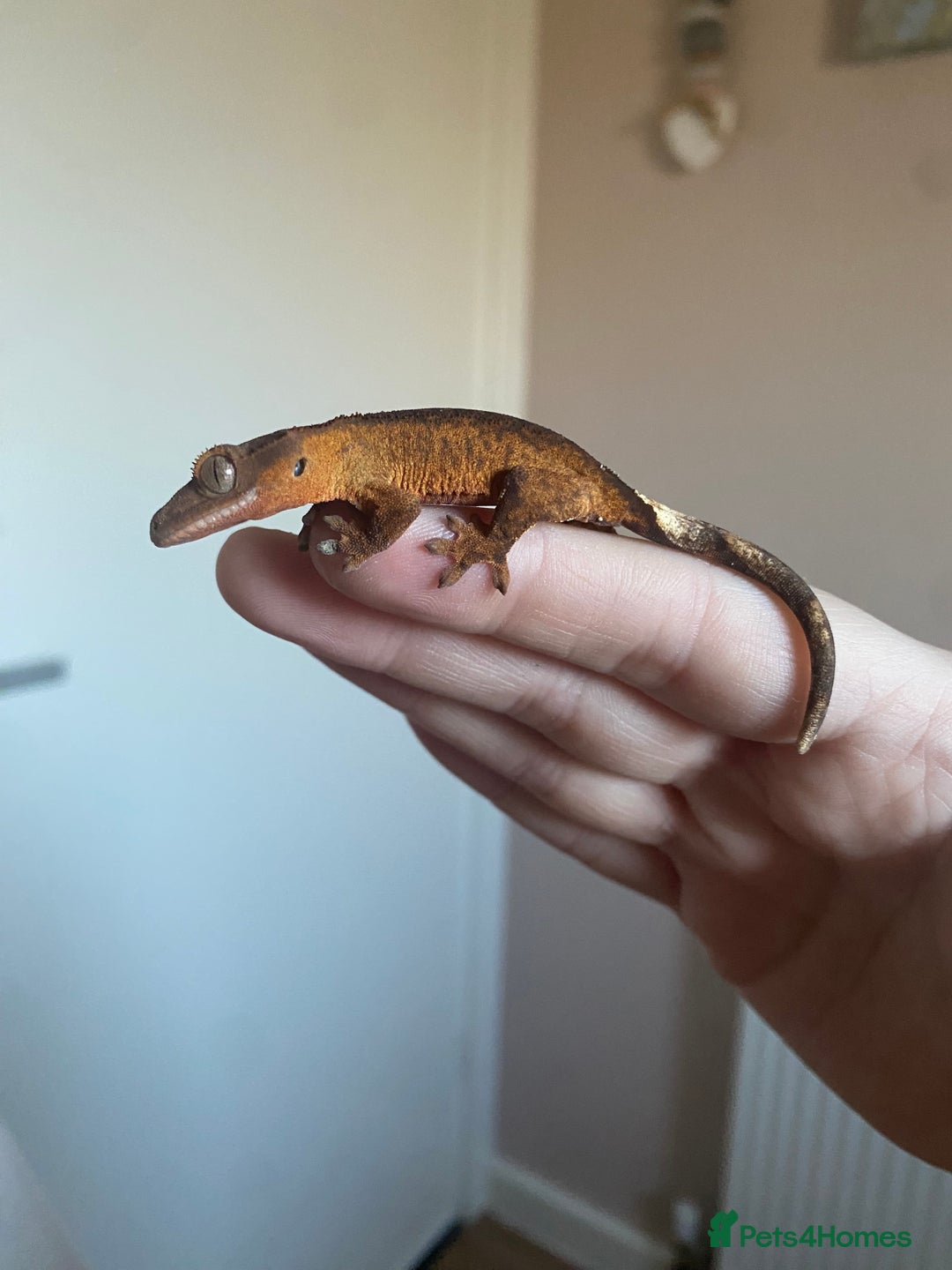 Gecko reptiles for sale: Crested Gecko Babies - Advert 12