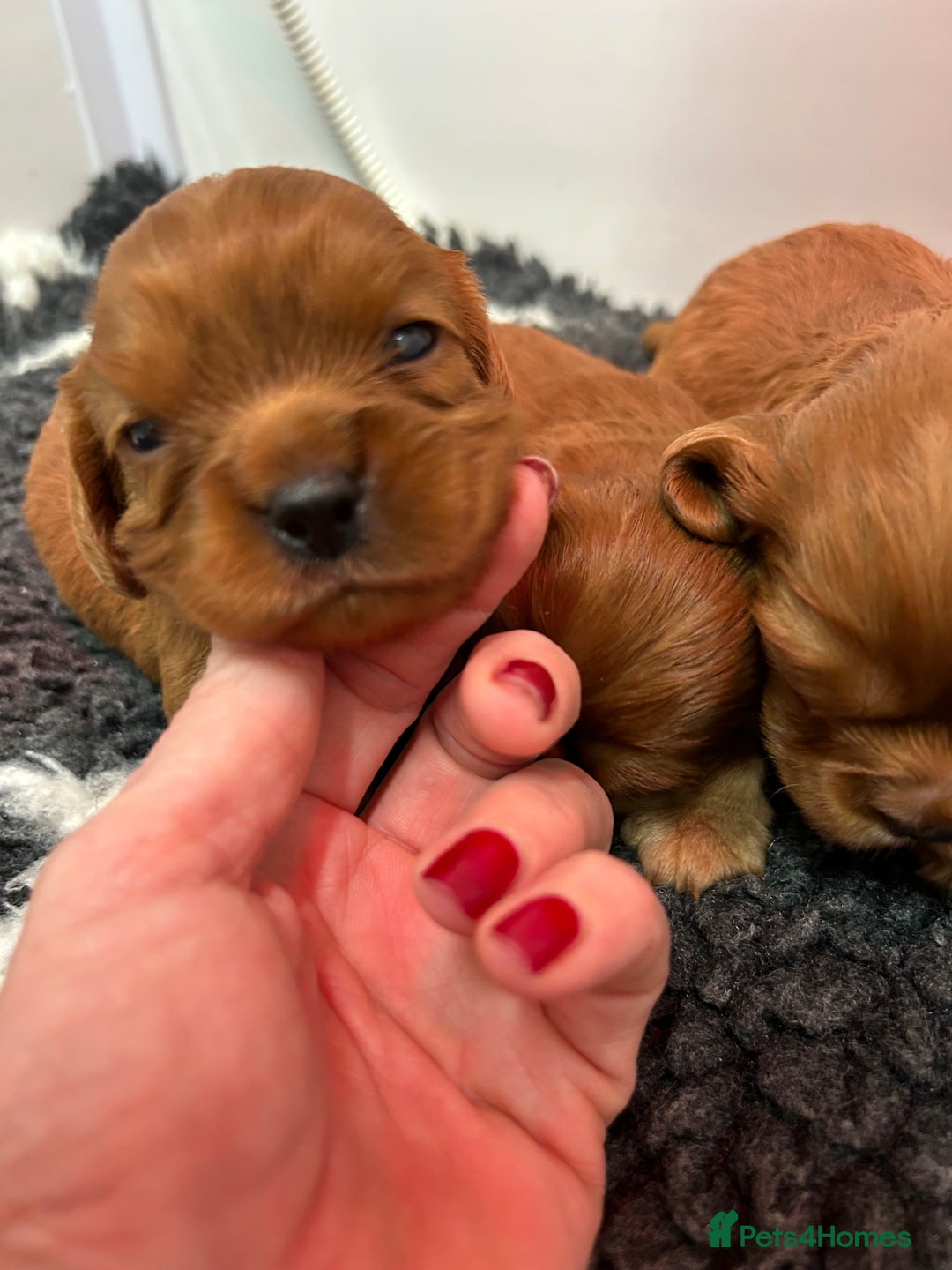 Cavalier King Charles Spaniel dogs for sale: Ruby cavalier King Charles 5*breeder - Advert 2