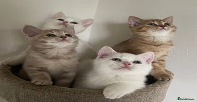 British Shorthair cats - Advert 5