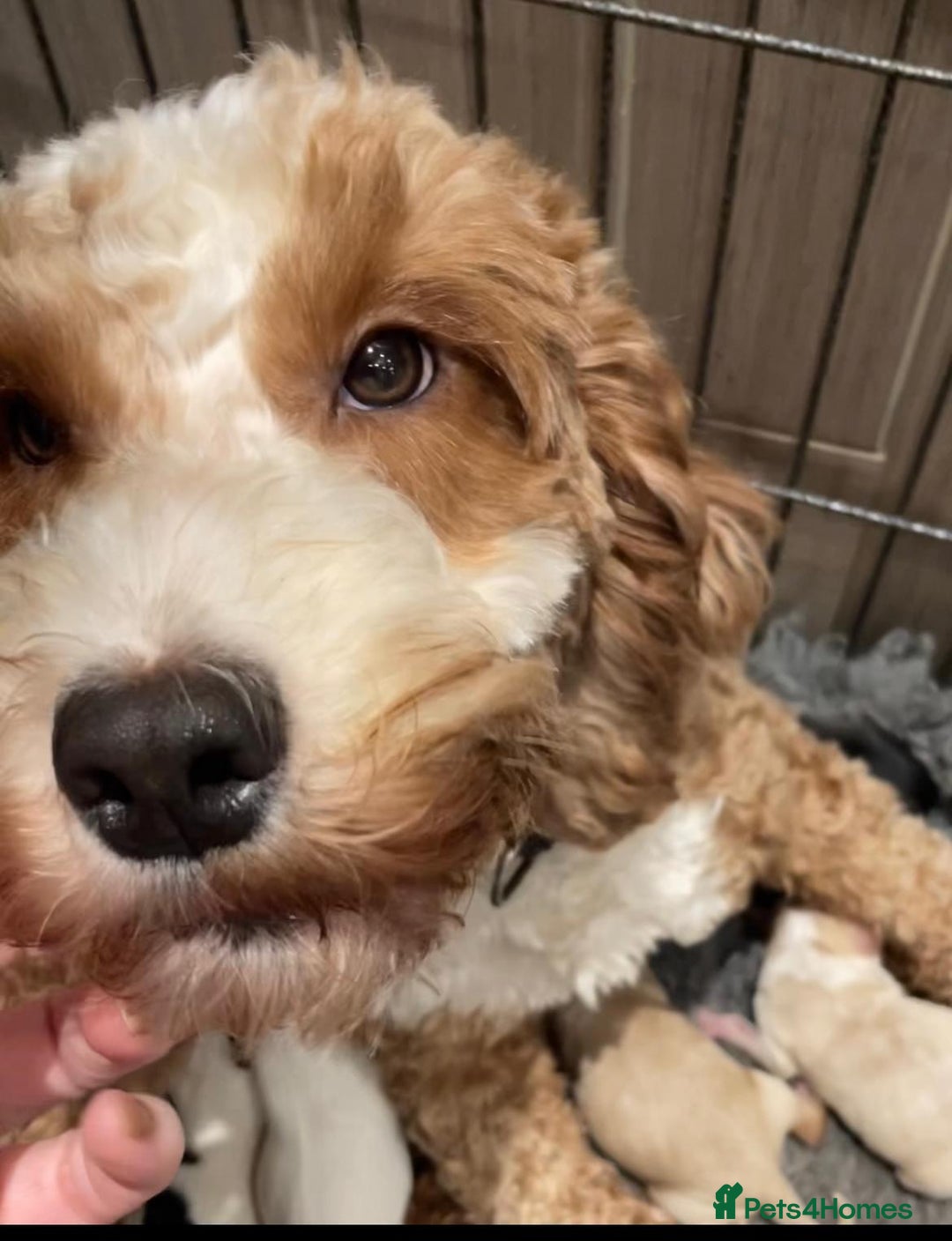 Cockapoo dogs for sale: 💛*COCKERPOO’S READY NOW in Cheshire*💛🏡 - Advert 6