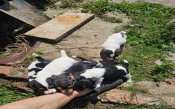 Jack Russell dogs for sale: Jack Russell puppies - Image 2