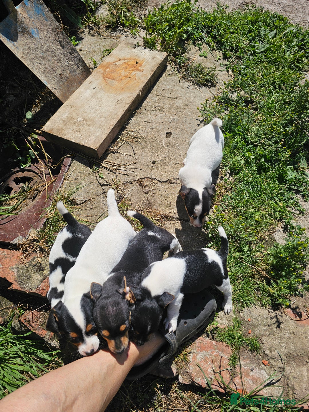 Jack Russell dogs for sale: Jack Russell puppies - Image 2