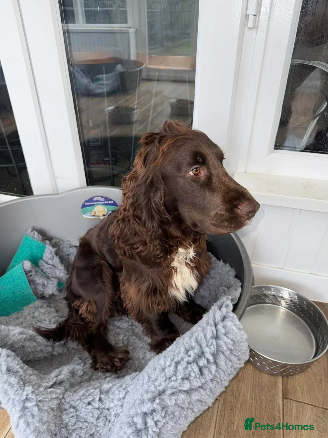 Cocker Spaniel dogs for sale: stunning pair of 2 working cocker spaniels - Advert 3
