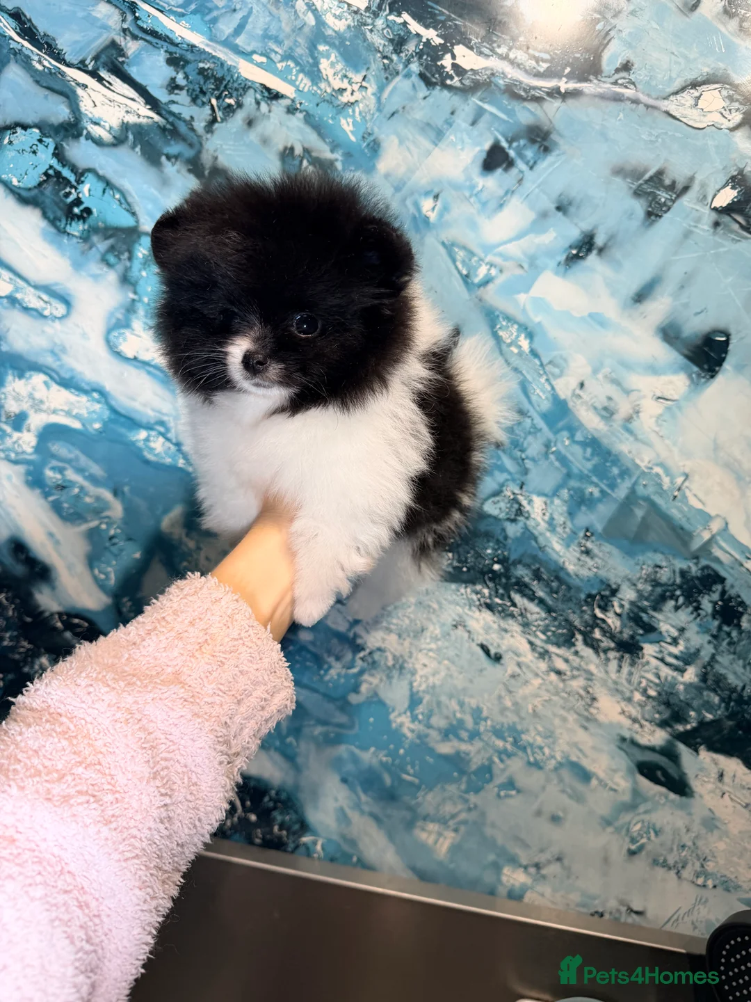 Pomeranian dogs for sale: Party color Pomeranian boy like a panda bear - Advert 8