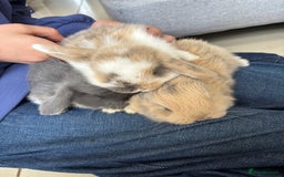 Mini Lop rabbits for sale: Mini Lops - Image 3