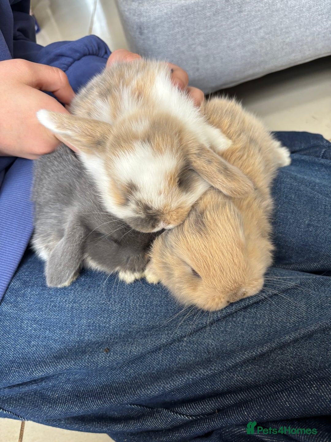 Mini Lop rabbits for sale: Mini Lops - Image 3