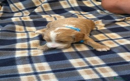 Cockapoo dogs for sale: Beautiful Golden Cockerpoo Puppies 2 Girl & 4 Boy - Image 10