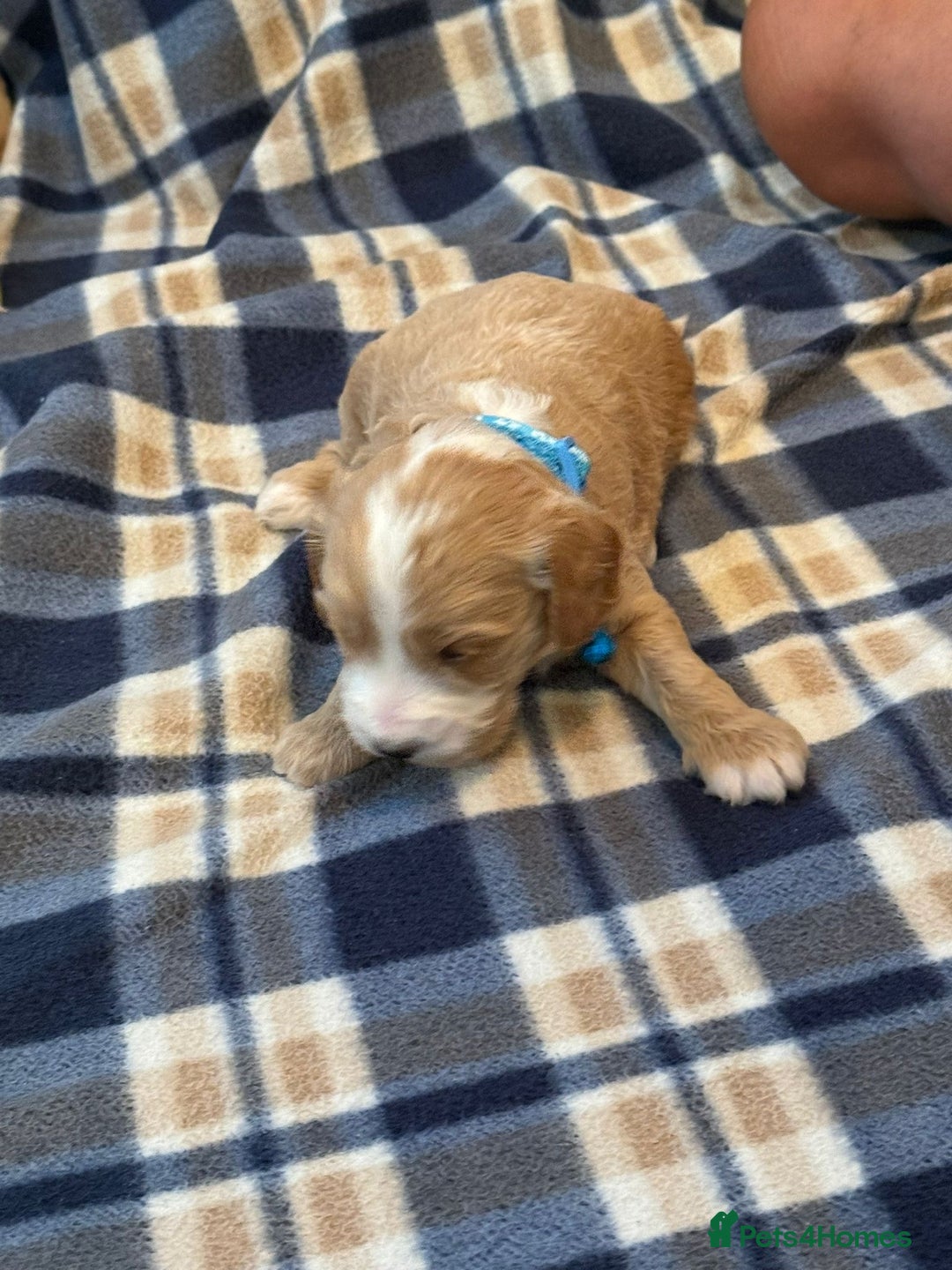 Cockapoo dogs for sale: Beautiful Golden Cockerpoo Puppies 2 Girl & 4 Boy - Image 10