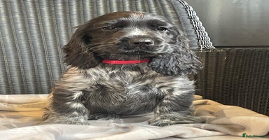 Cocker Spaniel dogs - Advert 14