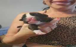 Boxer dogs for sale: 🌟KC REG BOBTAIL BOXER PUPS🌟 - Image 4
