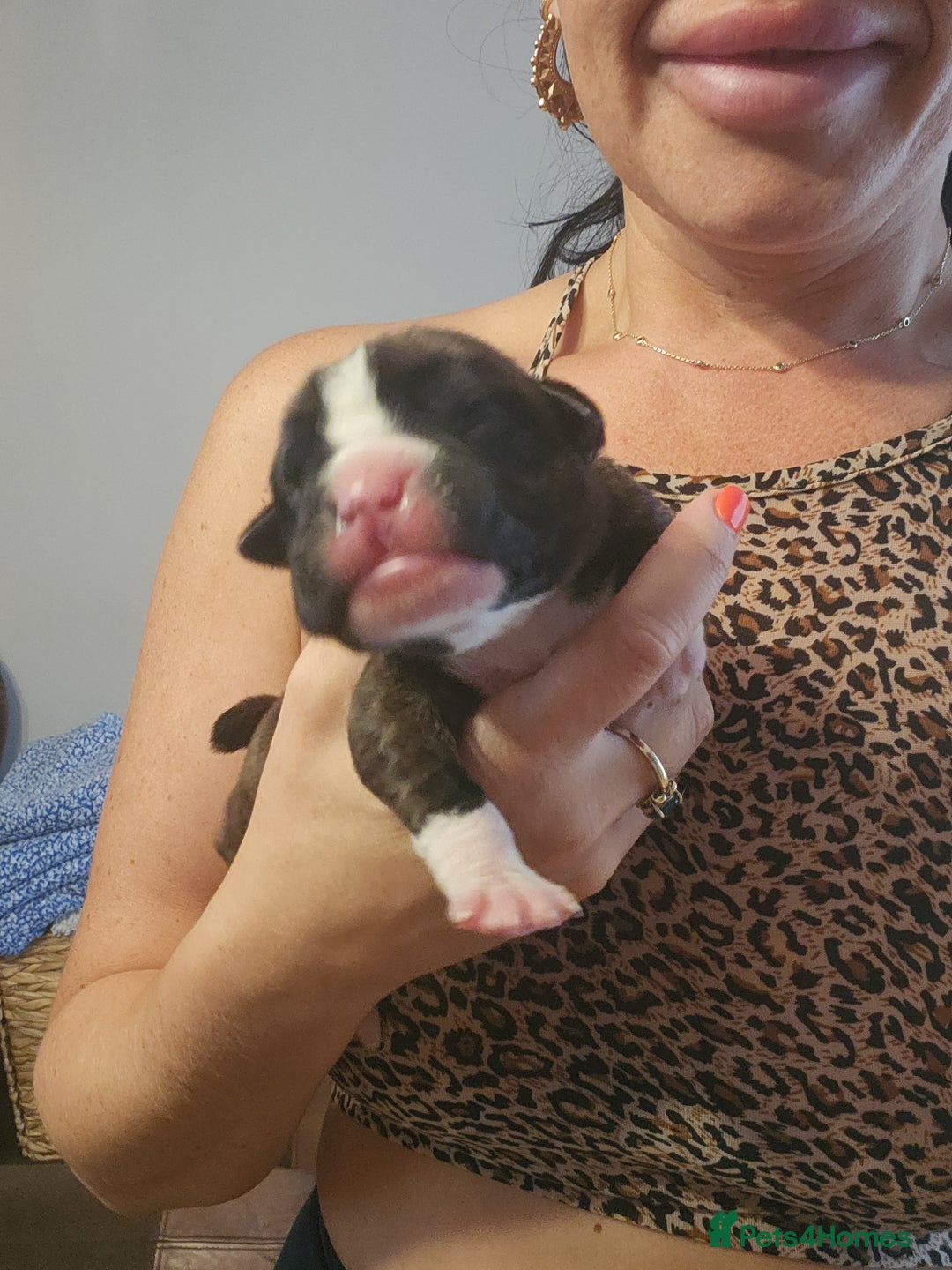 Boxer dogs for sale: 🌟KC REG BOBTAIL BOXER PUPS🌟 - Image 4