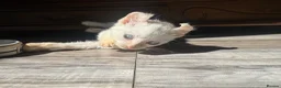 Mixed Breed cats for sale: Beautiful boy - Advert 2
