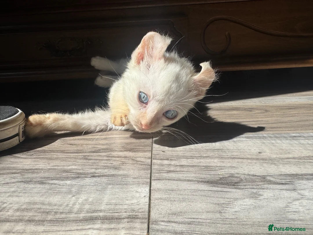 Mixed Breed cats for sale: Beautiful boy - Advert 2