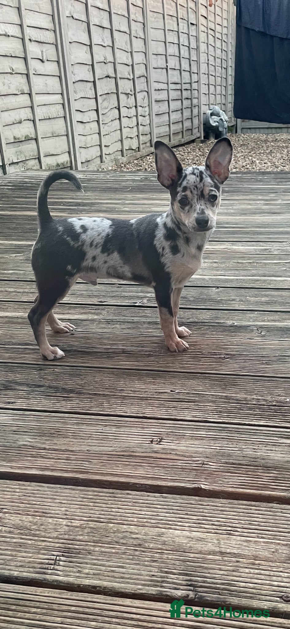 Chihuahua dogs Stunning Last Merle Boy - Advert 7